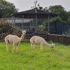 Alpacas in a field